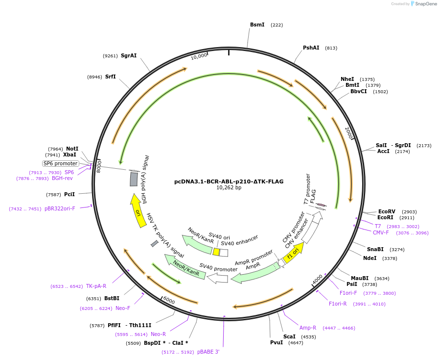 205630-plasmid-map-sequence-id-407041