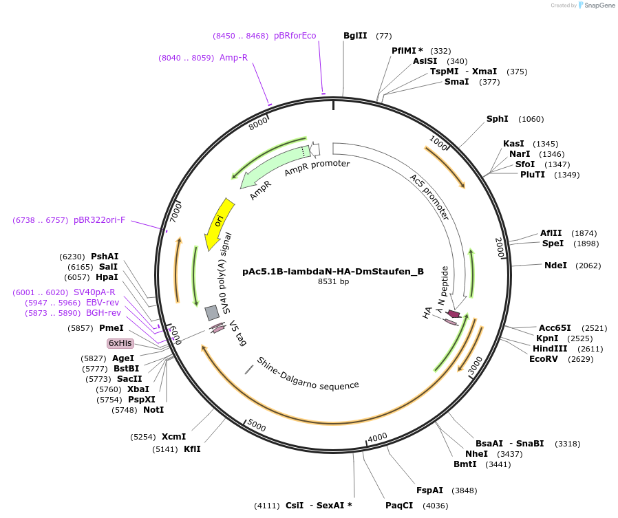 145947-plasmid-map-sequence-id-407043