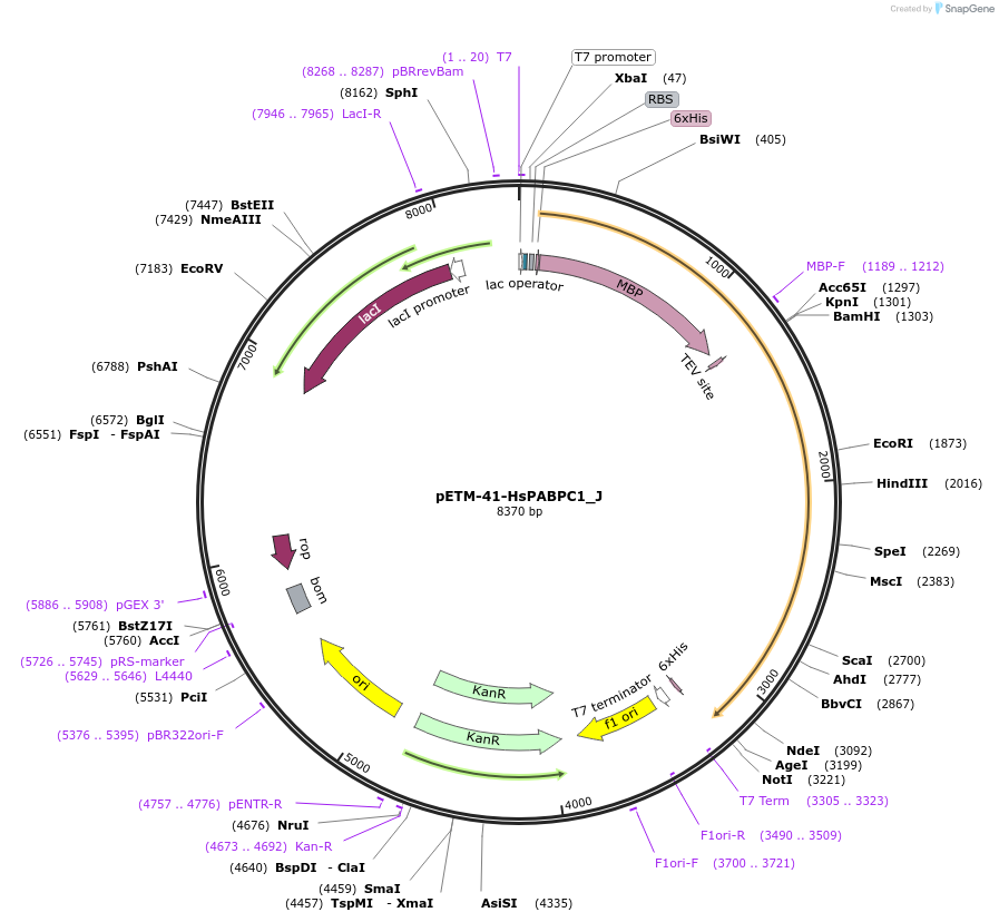 146644-plasmid-map-sequence-id-407045