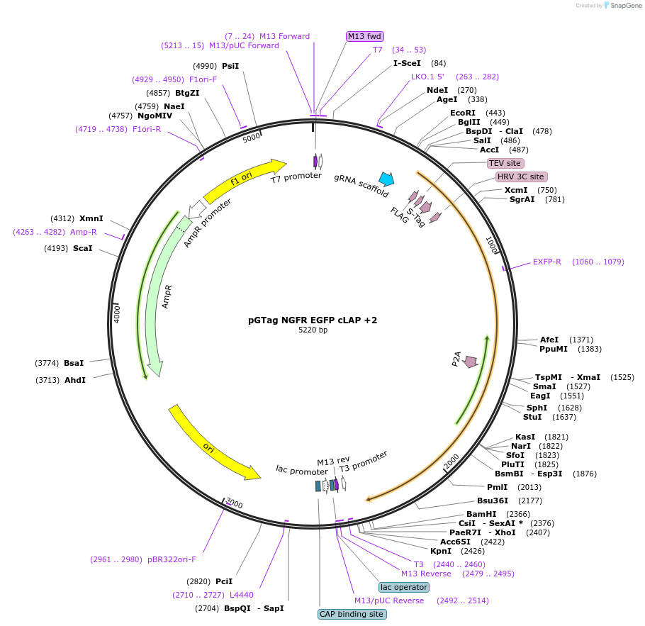 194510-plasmid-map-sequence-id-407047