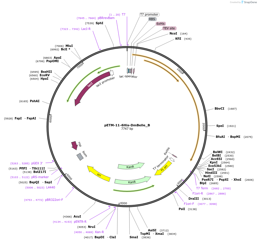 145950-plasmid-map-sequence-id-407048