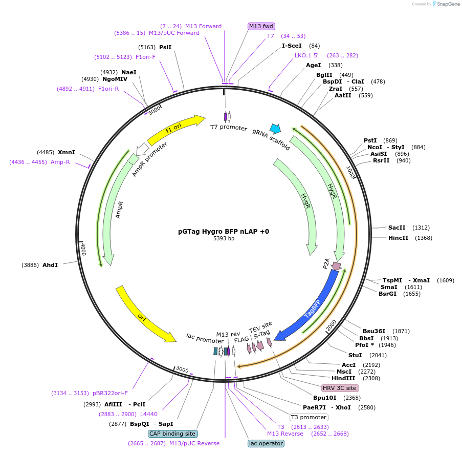 194317-plasmid-map-sequence-id-407049