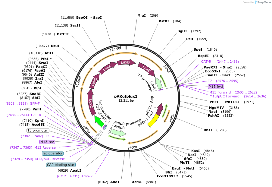 199304-plasmid-map-sequence-id-407089