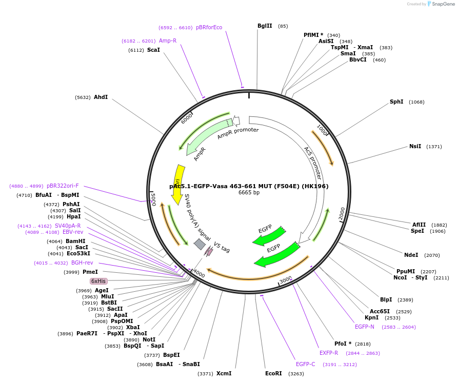 206434-plasmid-map-sequence-id-407098