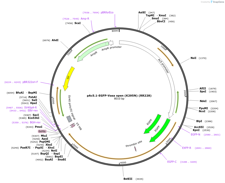 206435-plasmid-map-sequence-id-407099