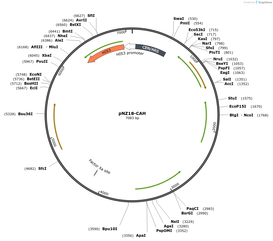 203159-plasmid-map-sequence-id-407100