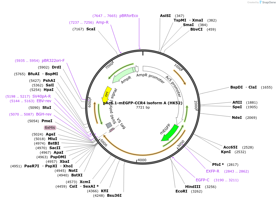 206439-plasmid-map-sequence-id-407109