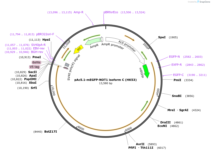 206440-plasmid-map-sequence-id-407120