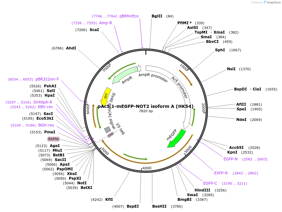 206441-plasmid-map-sequence-id-407121