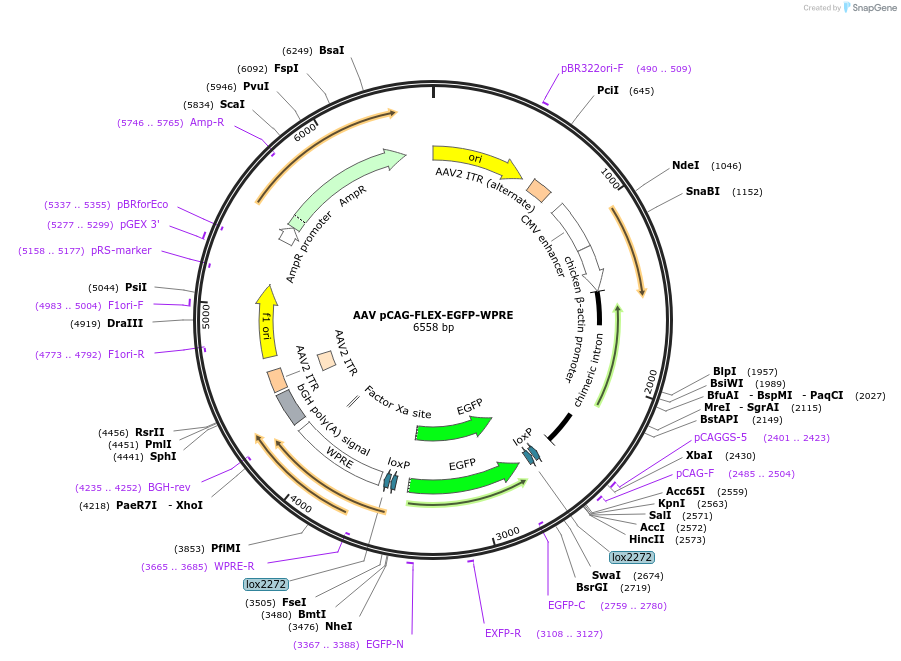 51502-plasmid-map-sequence-id-407140