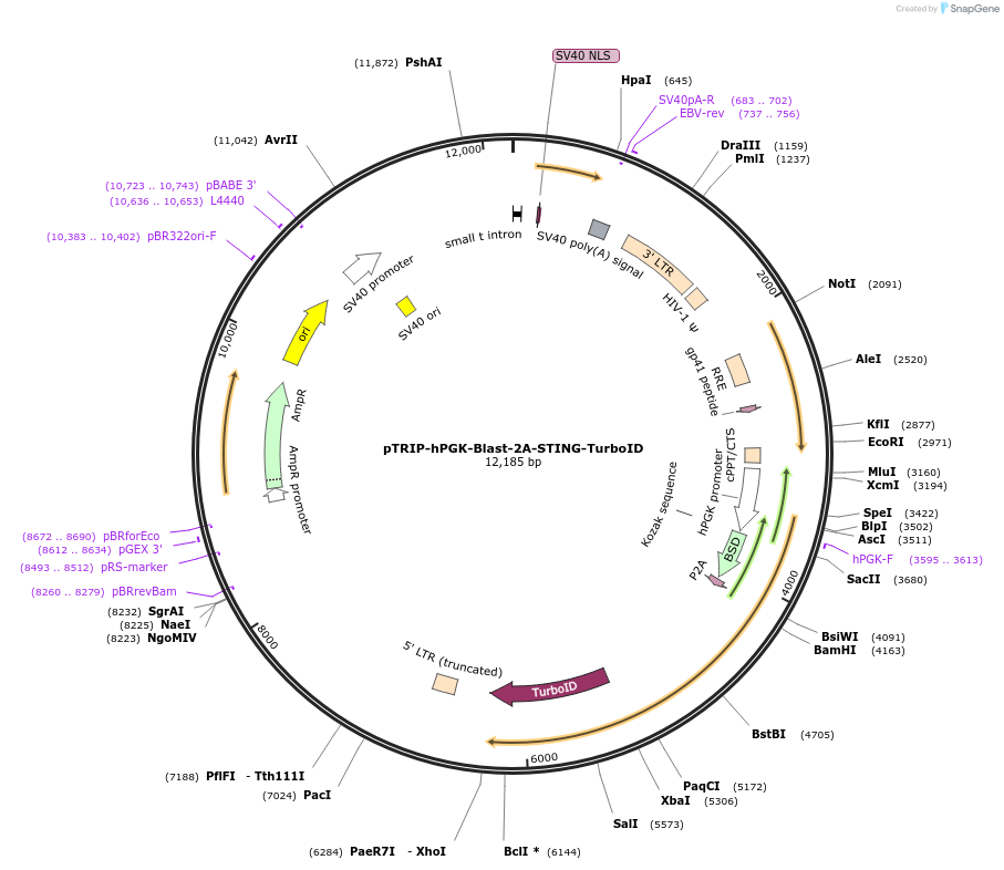 204713-plasmid-map-sequence-id-407158