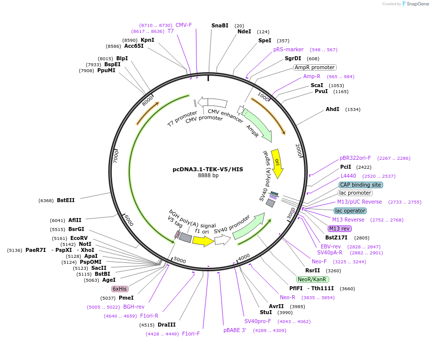 205611-plasmid-map-sequence-id-407170