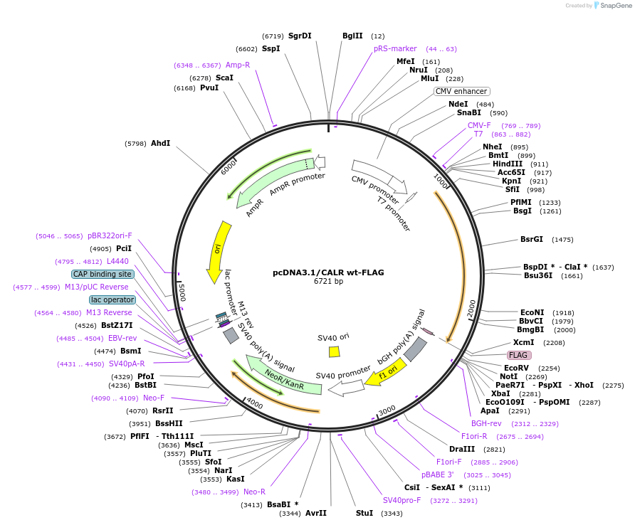 204532-plasmid-map-sequence-id-407199