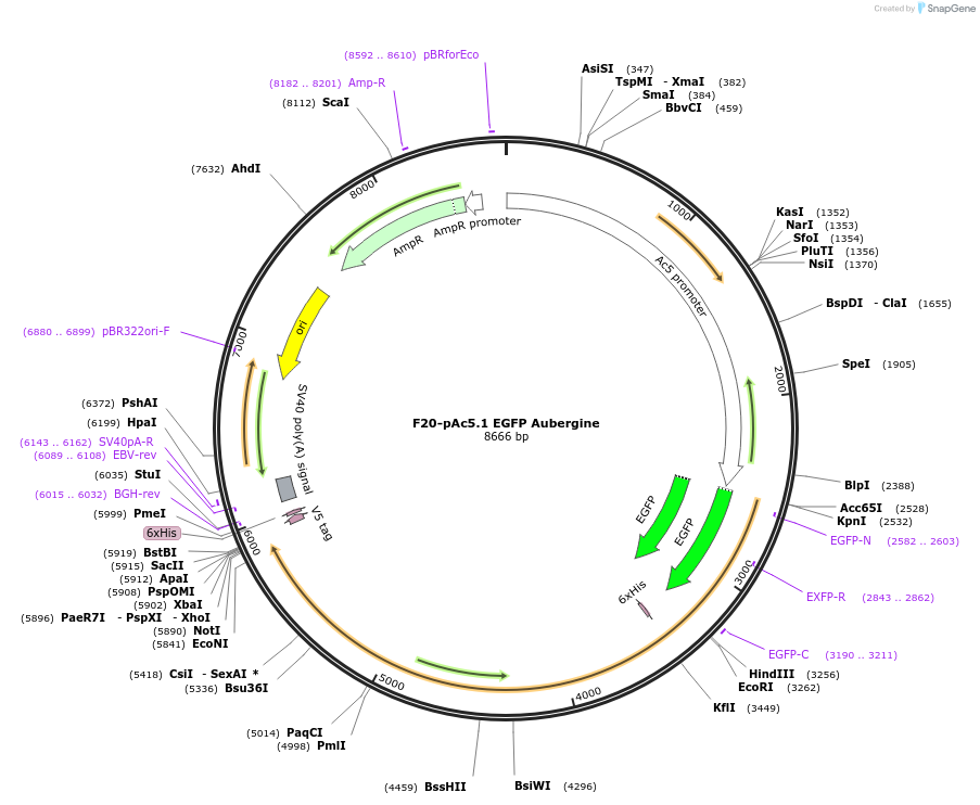 206482-plasmid-map-sequence-id-407246