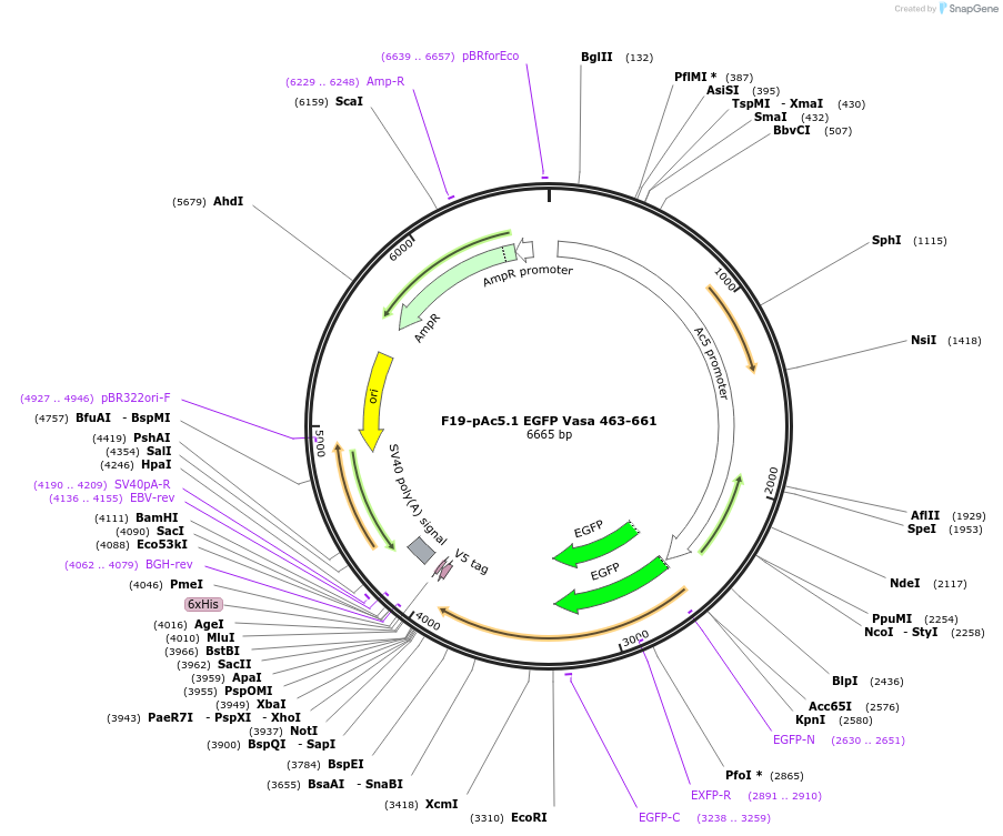 206486-plasmid-map-sequence-id-407279
