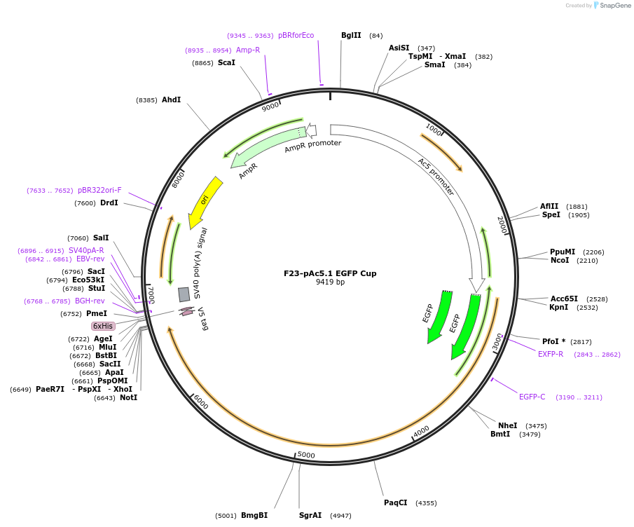 206488-plasmid-map-sequence-id-407282
