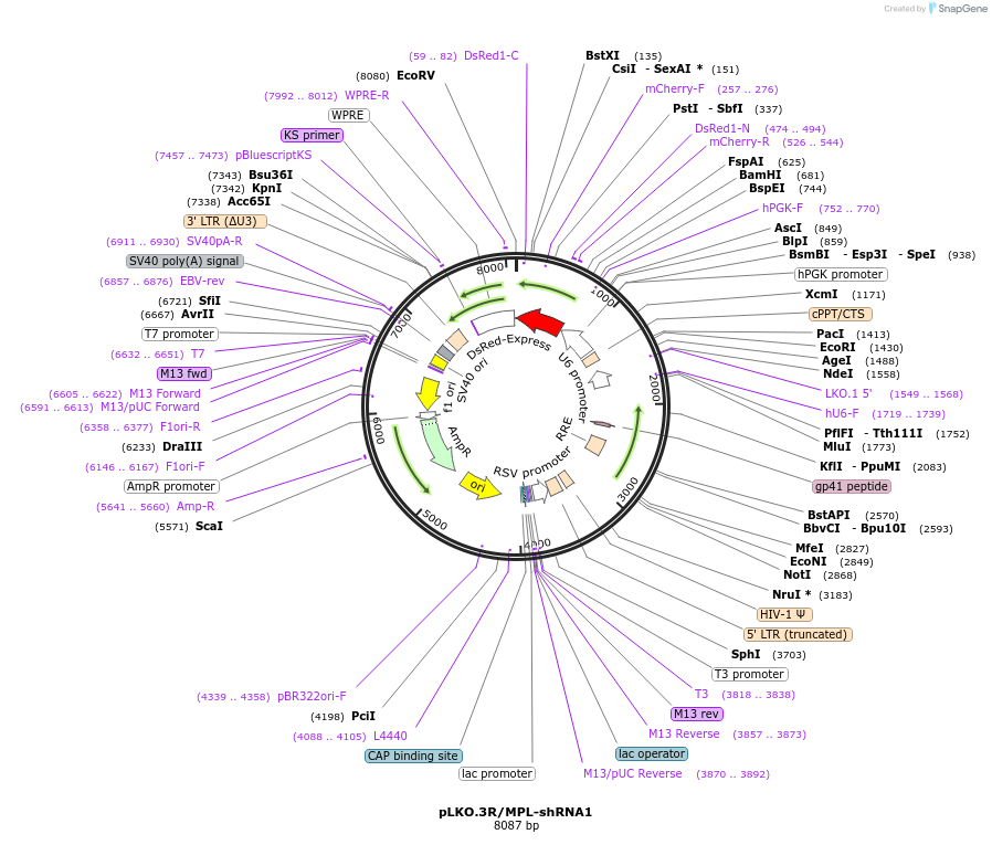 204526-plasmid-map-sequence-id-407287