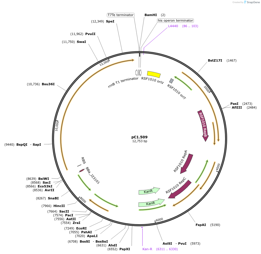 203955-plasmid-map-sequence-id-407296