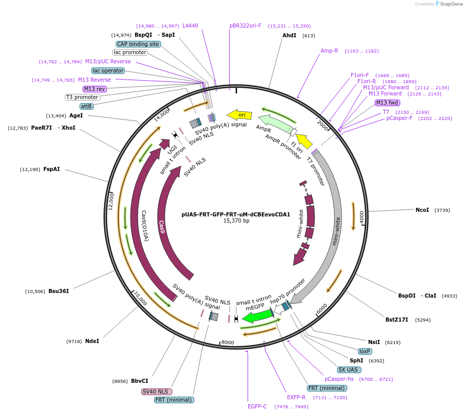 205152-plasmid-map-sequence-id-407311