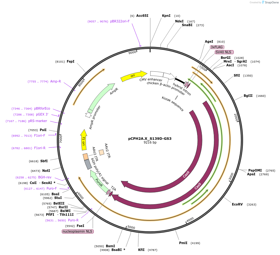 204748-plasmid-map-sequence-id-407312