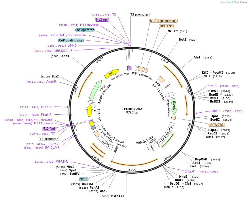 144418-plasmid-map-sequence-id-407315