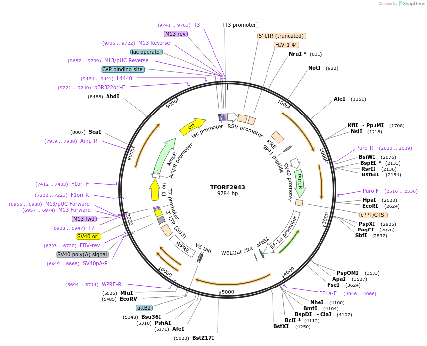 144419-plasmid-map-sequence-id-407316