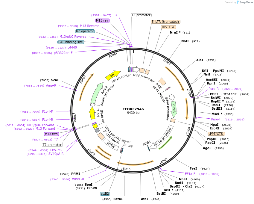 144422-plasmid-map-sequence-id-407317