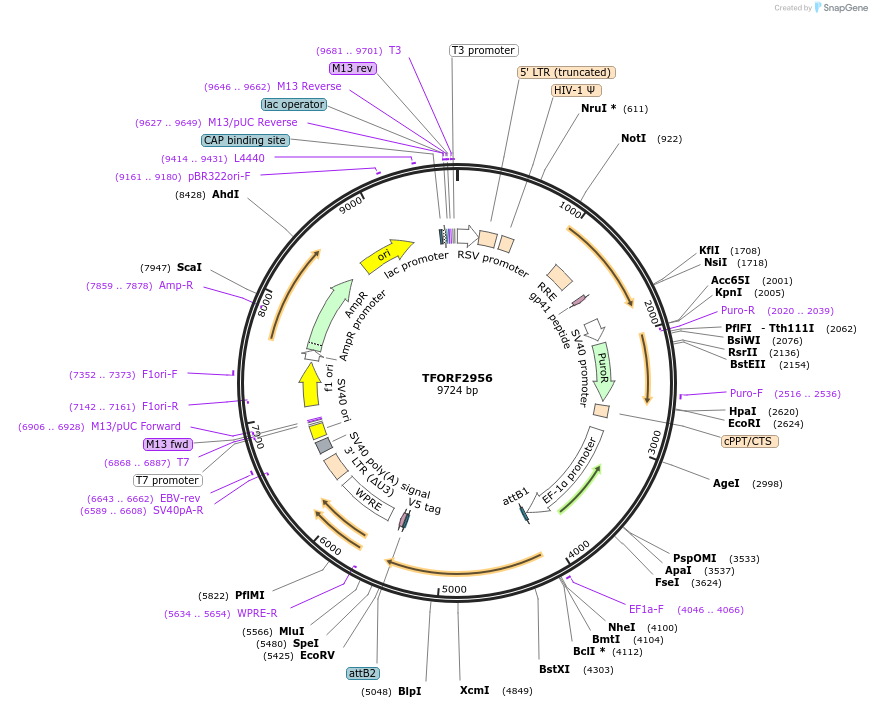 144432-plasmid-map-sequence-id-407321