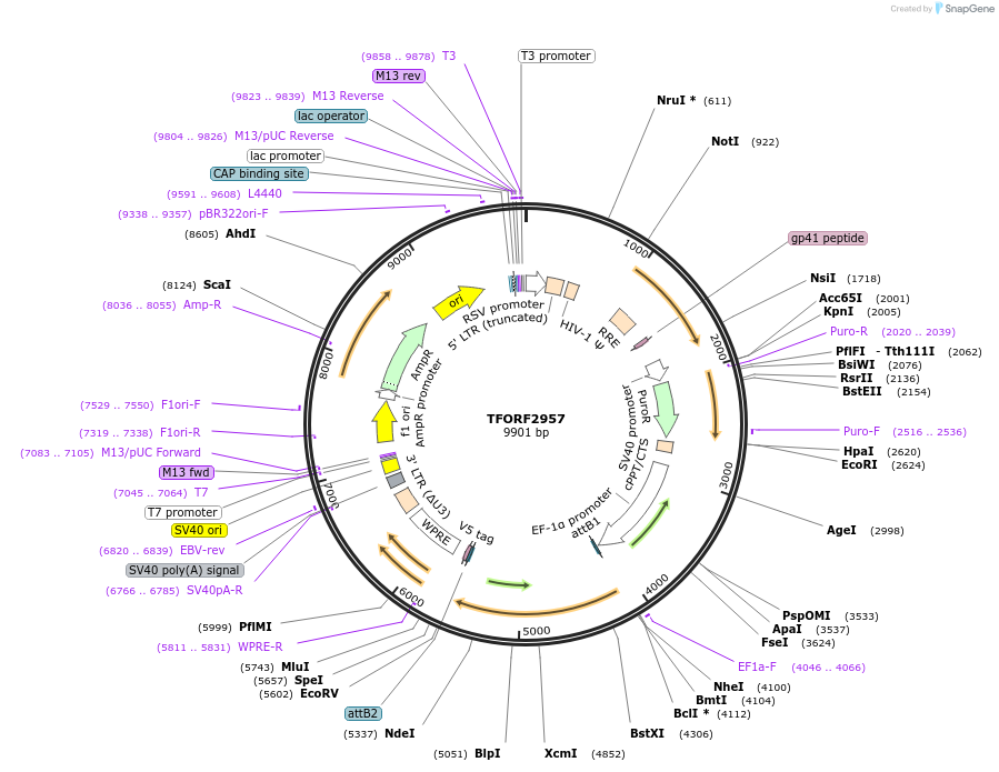 144433-plasmid-map-sequence-id-407322
