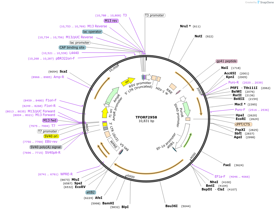 144434-plasmid-map-sequence-id-407323