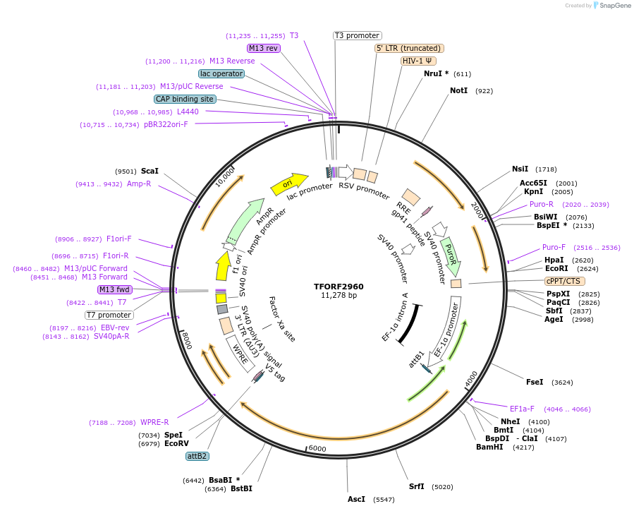 144436-plasmid-map-sequence-id-407325