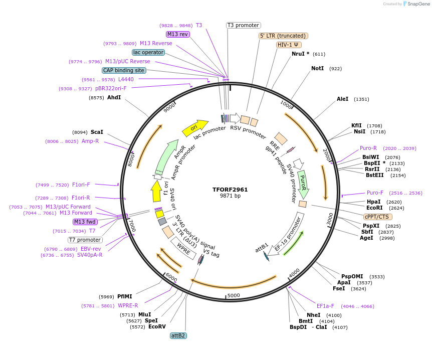 144437-plasmid-map-sequence-id-407326