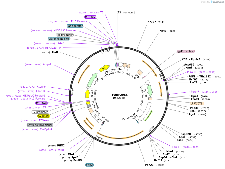 144441-plasmid-map-sequence-id-407328
