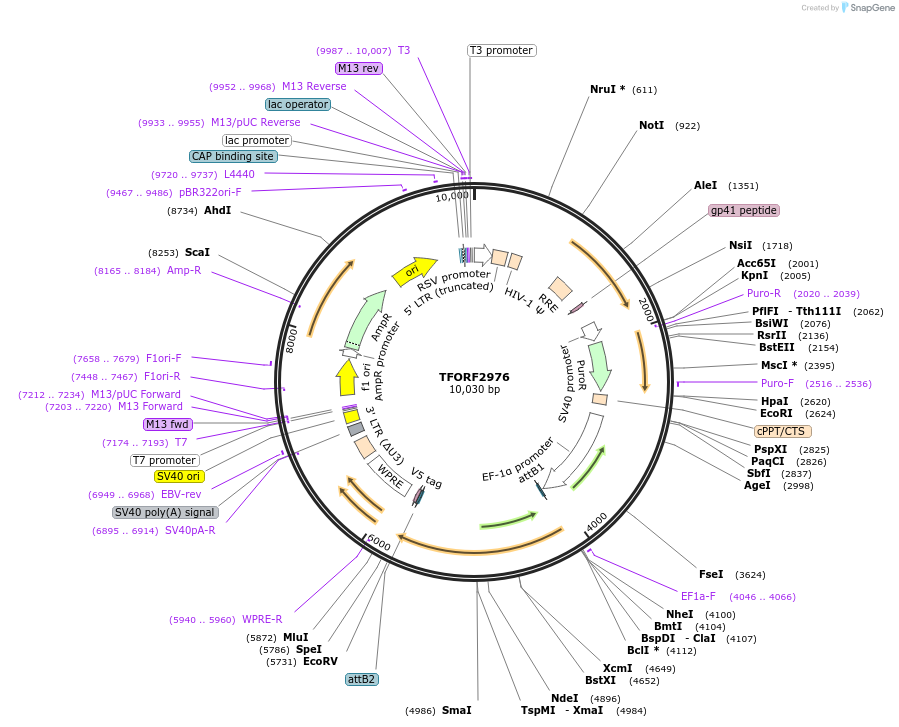 144452-plasmid-map-sequence-id-407334