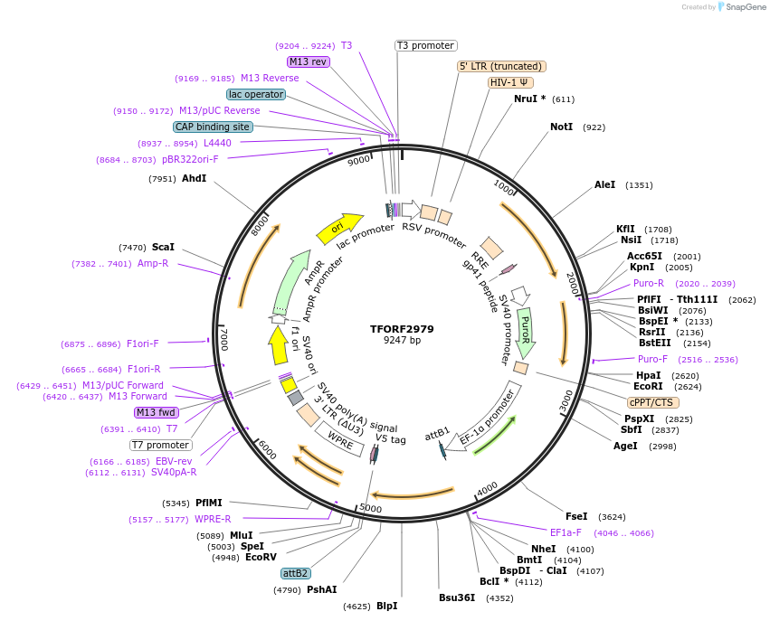 144455-plasmid-map-sequence-id-407336