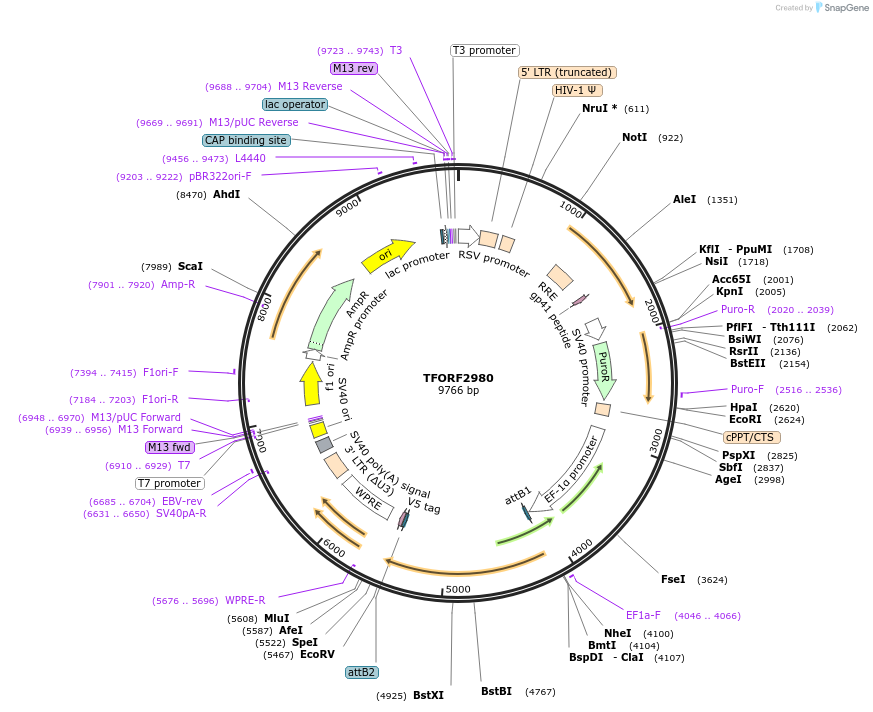 144456-plasmid-map-sequence-id-407337