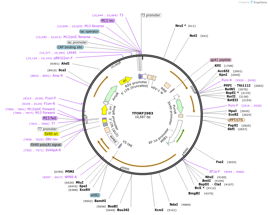 144459-plasmid-map-sequence-id-407340