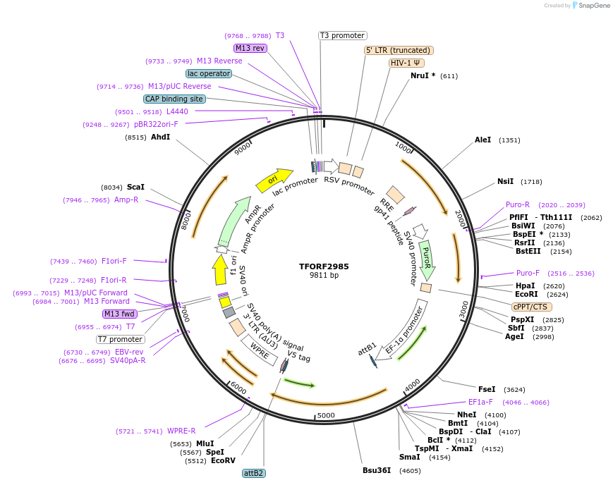 144461-plasmid-map-sequence-id-407342