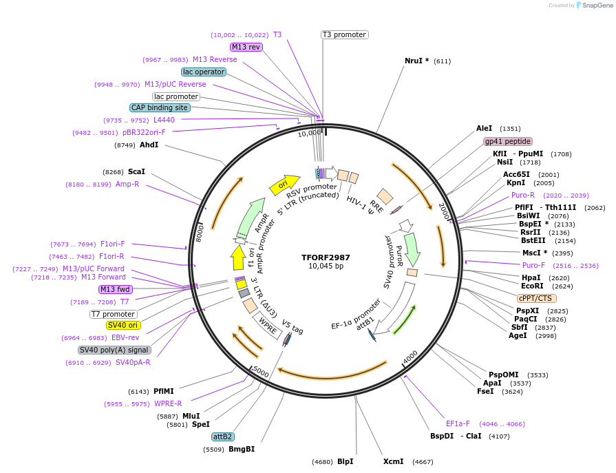 144463-plasmid-map-sequence-id-407344