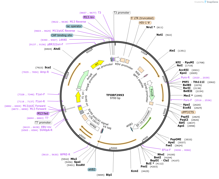 144469-plasmid-map-sequence-id-407346