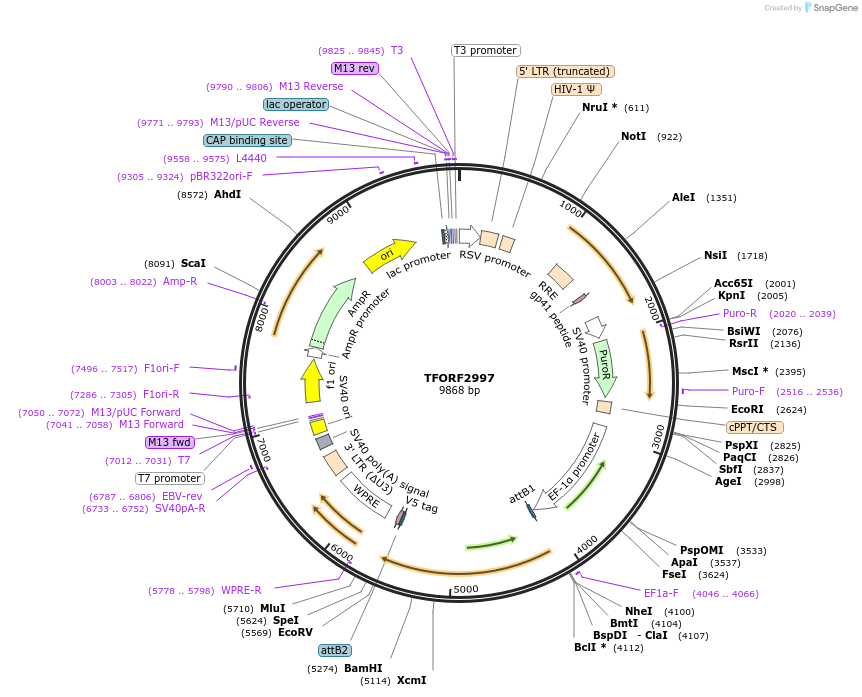 144473-plasmid-map-sequence-id-407350