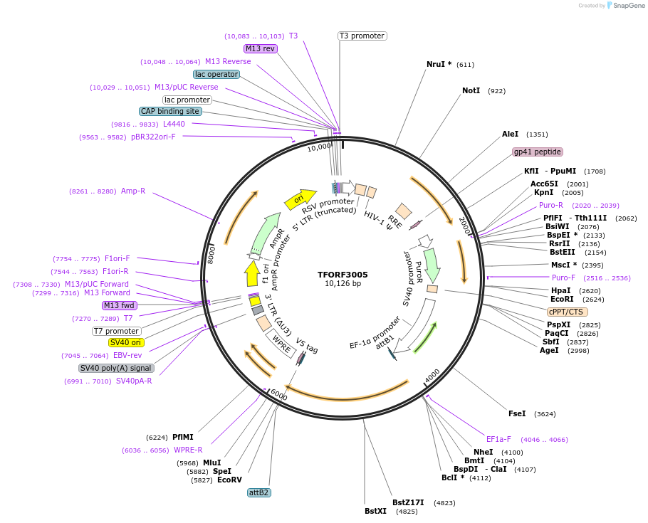 144481-plasmid-map-sequence-id-407356