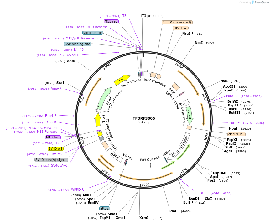 144482-plasmid-map-sequence-id-407357
