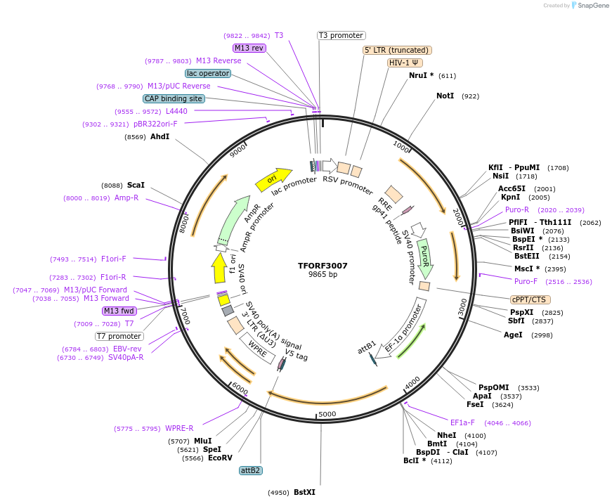 144483-plasmid-map-sequence-id-407358