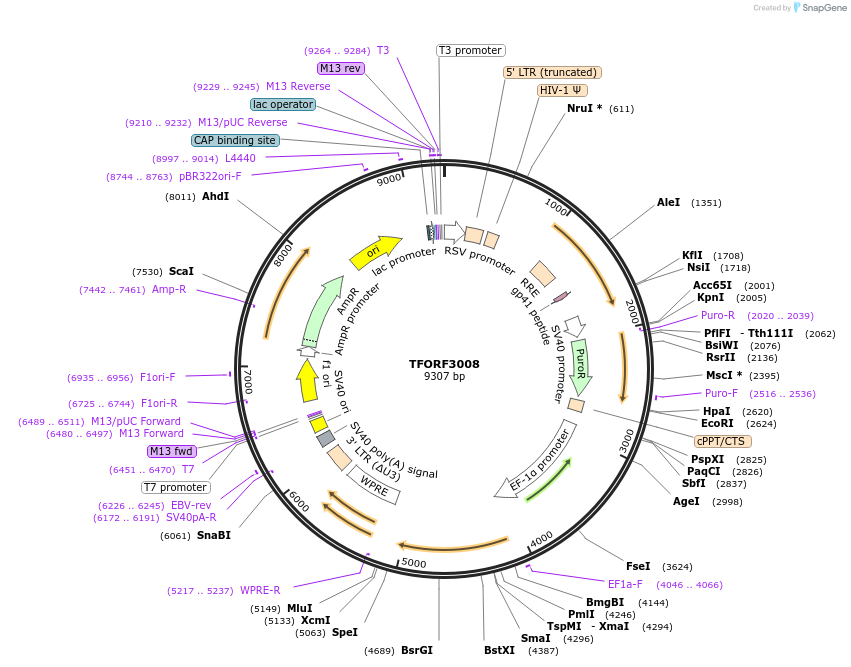 144484-plasmid-map-sequence-id-407359