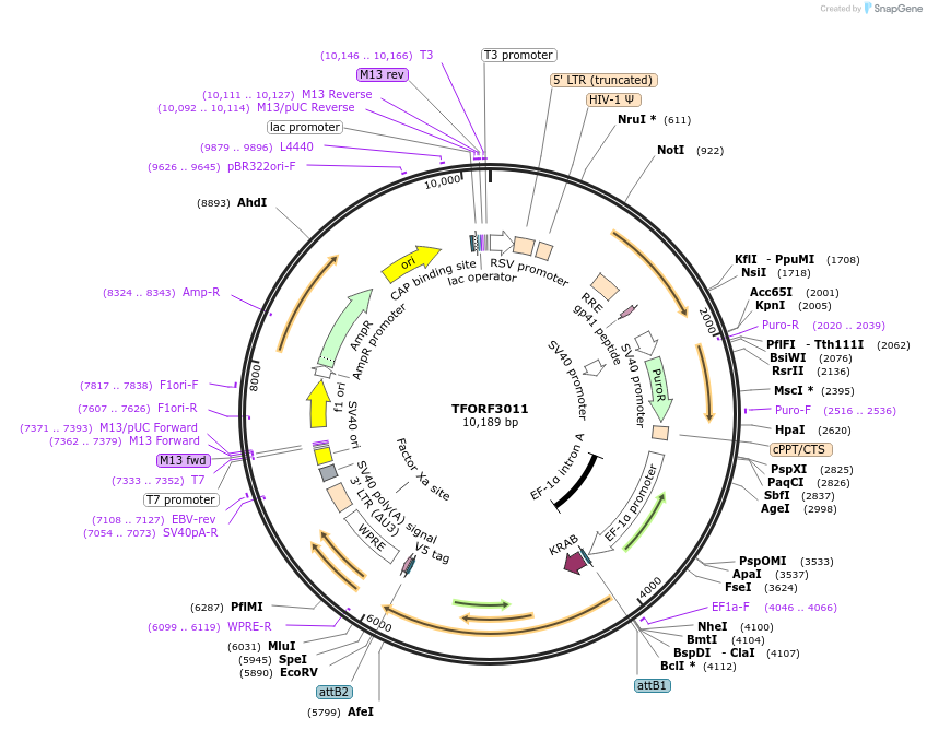 144487-plasmid-map-sequence-id-407361