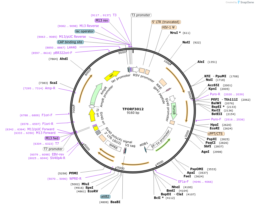 144488-plasmid-map-sequence-id-407362
