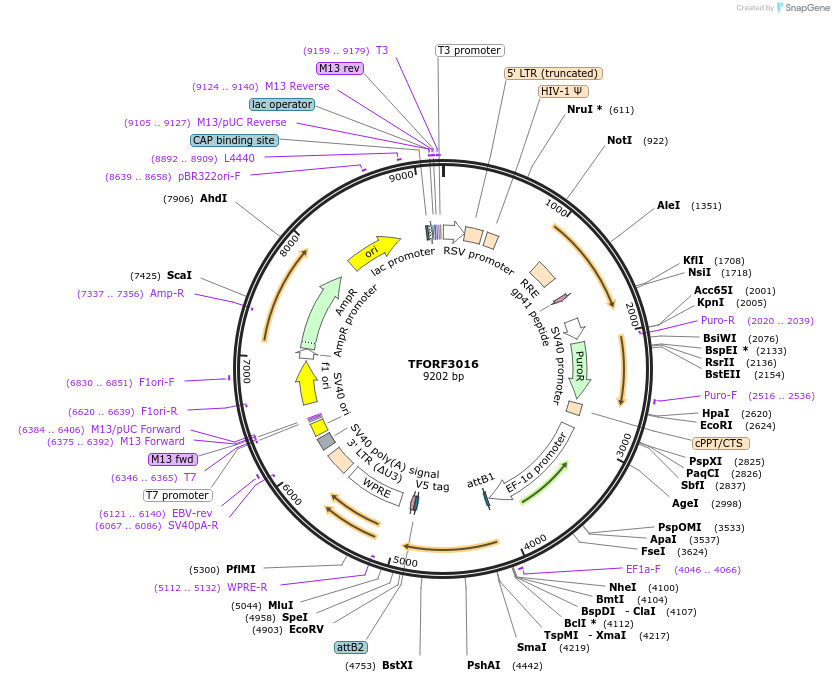 144492-plasmid-map-sequence-id-407365