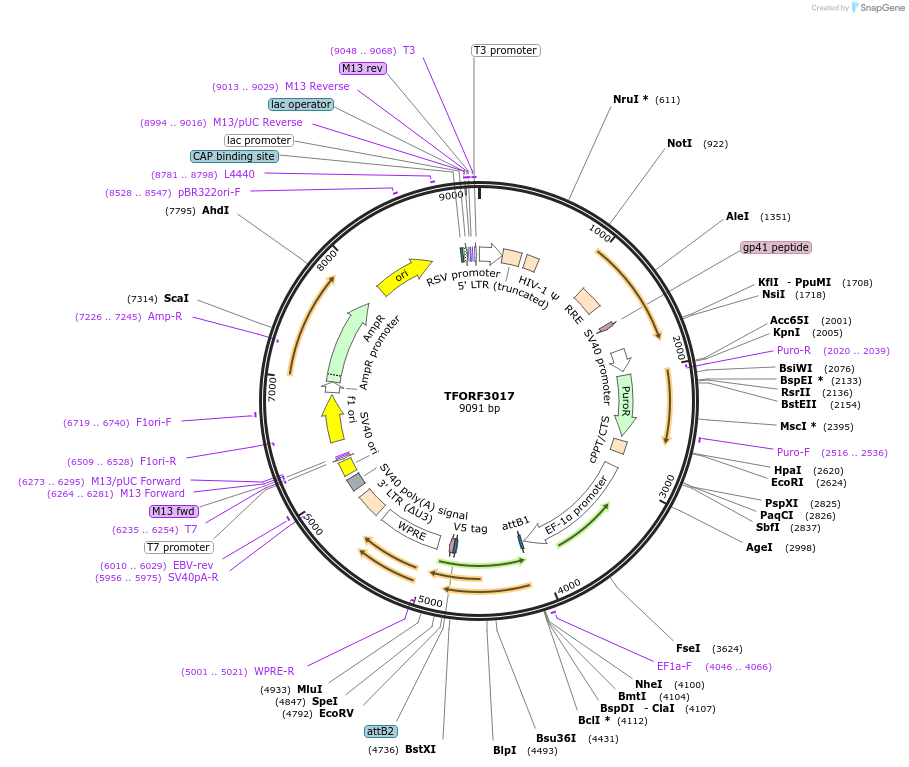 144493-plasmid-map-sequence-id-407366