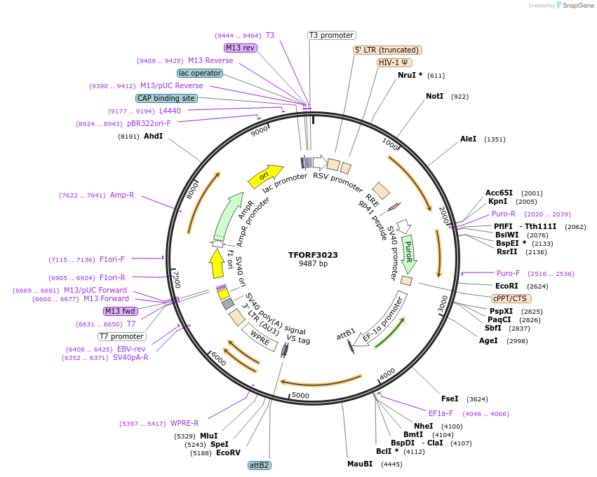 144499-plasmid-map-sequence-id-407368